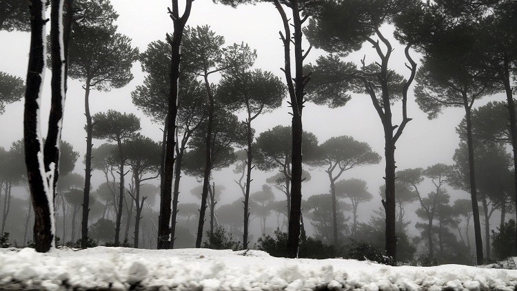 A pine forest is covered with snow during a storm in Jezzin
